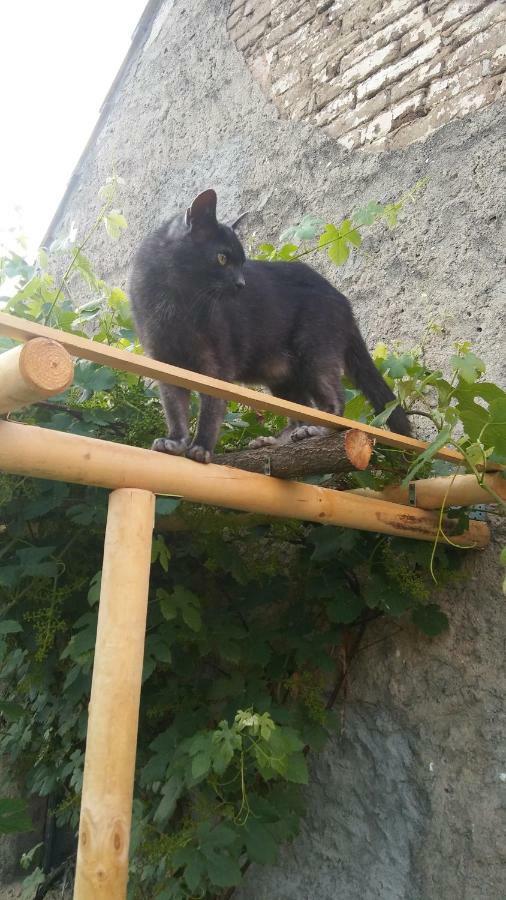 Lubiatow Der Kleine Bauernhof Keine Arbeiter Zadnych Pracownikow公寓 外观 照片